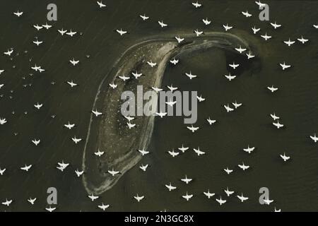 Pélicans blancs (Pelecanus erythrorhynchos) en vol migratoire au-dessus d'une île barrière bordant un marais salé de Louisiane dans le golfe du Mexique Banque D'Images