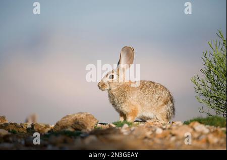 Portrait d'un lapin en queue de cotonnière dans le désert (Sylvilagus audubonii), près de Las Vegas; Las Vegas, Nevada, États-Unis d'Amérique Banque D'Images