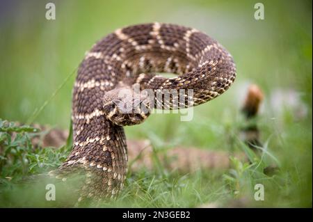 Le crotale de diamondback occidental (Crotalus atropx) migre radialement de son den; Apache, Oklahoma, États-Unis d'Amérique Banque D'Images