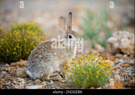 Portrait d'un lapin en queue de cotonnière dans le désert (Sylvilagus audubonii), près de Las Vegas; Las Vegas, Nevada, États-Unis d'Amérique Banque D'Images