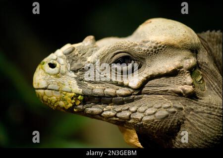 Portrait d'un Rhinoceros iguana (Cymura cornuta) au zoo de Houston; Houston, Texas, États-Unis d'Amérique Banque D'Images