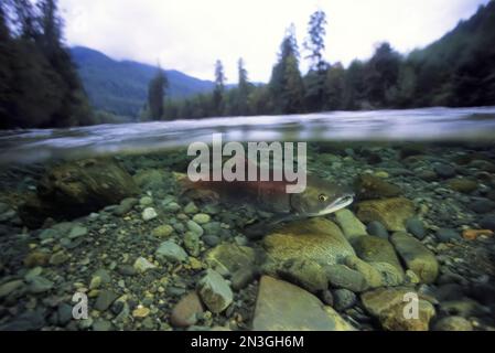 Saumon sous-marin dans un ruisseau peu profond, Clayoquot Sound, île de Vancouver ; Colombie-Britannique, Canada Banque D'Images