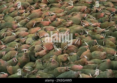 Grand groupe de morses (Odobenus rosmarus) reposant à proximité dans le refuge national de faune de Togiak, Alaska, États-Unis d'Amérique Banque D'Images