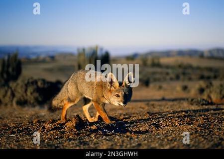 Vue rapprochée d'un renard gris (Vulpes Cinereoargenteus) regardant la caméra dans le désert d'Atacama, Chili ; Chili Banque D'Images