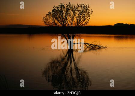 Des silhouettes d'oiseaux noirs à ailes rouges (Agelaius phoeniceus) perchaient un arbre submergé dans l'eau au coucher du soleil dans la réserve naturelle nationale de Bosque del Apache Banque D'Images