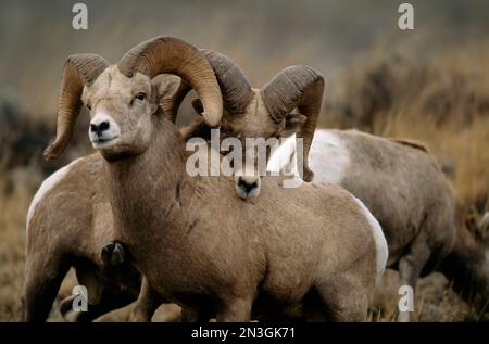 Paire de béliers Bighorn (Ovis canadensis) sur le front des montagnes Rocheuses du Montana ; Augusta, Montana, États-Unis d'Amérique Banque D'Images