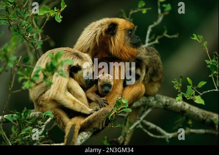 Groupe de singes hurleurs noirs (Alouatta caraya) dans un arbre ; Pantanal, Brésil Banque D'Images