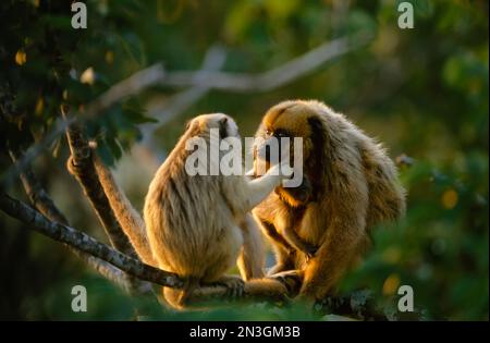 Les singes hurleurs noirs (Alouatta caraya) socialisent sur une branche d'arbre ; Pantanal, Brésil Banque D'Images