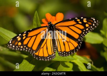 Papillon monarque (Danaus plexippus) reposant sur une plante à fleurs dans un pavillon à papillons; Lincoln, Nebraska, États-Unis d'Amérique Banque D'Images