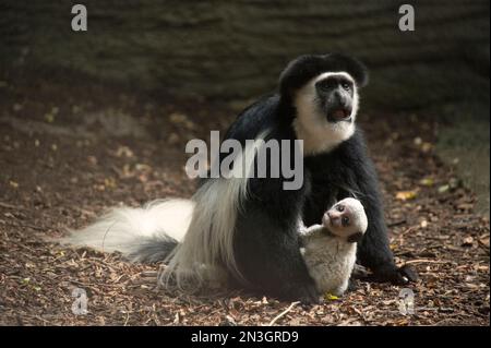 Mère Maneza a fait le tour du singe de la guérilla avec son bébé (Colobus guereza) dans un zoo; Grand Rapids, Michigan, États-Unis d'Amérique Banque D'Images