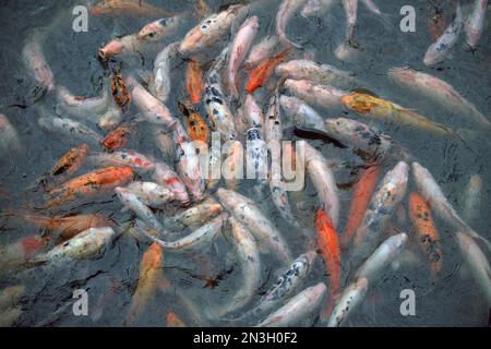 Étang avec de nombreux Koi (Cyprinus rubrofuscus), également connu sous le nom d'Amur carp, dans un zoo; Omaha, Nebraska, États-Unis d'Amérique Banque D'Images