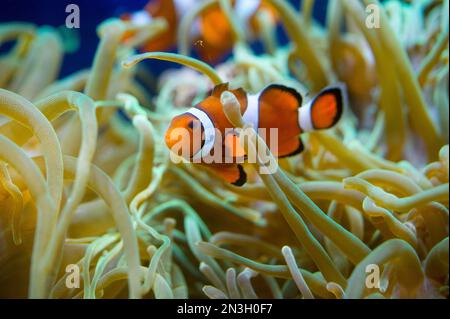 Poissons clown nichés à l'intérieur d'une anémone de mer dans un zoo ; Oklahoma City, Oklahoma, États-Unis d'Amérique Banque D'Images