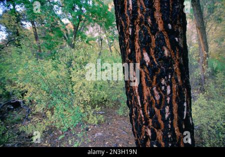 Un arbre brûlé dans un parc du Nebraska, États-Unis; Lincoln, Nebraska, États-Unis d'Amérique Banque D'Images