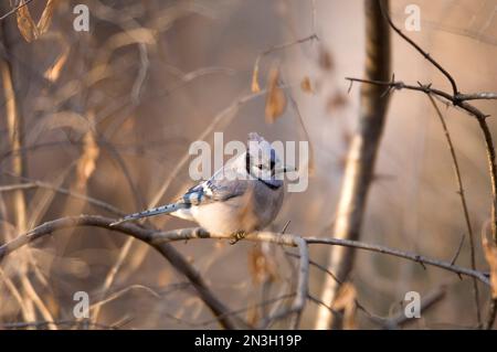 Blue Jay (Cyanocitta cristata) se trouve dans un enchevêtrement de branches d'arbre; Lincoln, Nebraska, États-Unis d'Amérique Banque D'Images