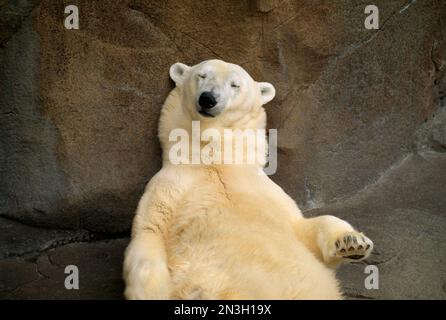 Ours polaire (Ursus maritimus) dormant contre une paroi rocheuse dans son enclos dans un zoo ; Omaha, Nebraska, États-Unis d'Amérique Banque D'Images