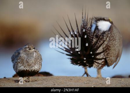 Le grand tétras de sauge mâle (Centrocercus urophasianus) a pour but d'impressionner le tétras de sauge femelle ; Craig, Colorado, États-Unis d'Amérique.» Banque D'Images