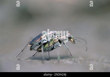 Deux coléoptères du tigre de Salt Creek (Cicindela nevadica lincolniana) en voie de disparition; Comté de Lancaster, Nebraska, États-Unis d'Amérique Banque D'Images