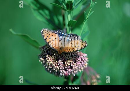 Le papillon fritillaire royal (Speyeria idalia) repose sur un trèfle de prairie, près d'Unadilla, Nebraska, États-Unis; Nebraska, États-Unis d'Amérique Banque D'Images