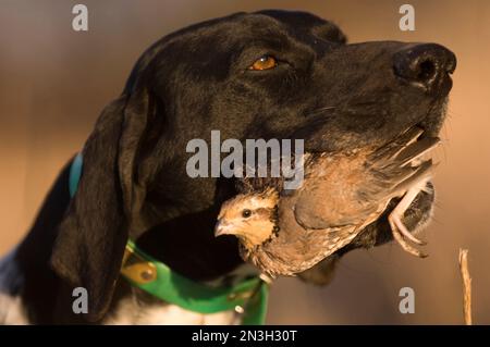 Le chien de Shetland allemand est fier d'avoir une femelle de Quail de Bobwhite du Nord (Colinus virginianus); Hollande, Nebraska, États-Unis d'Amérique Banque D'Images