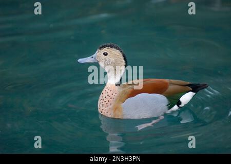 Canard sarcelle à anneaux (Callonetta leucophyrys) mâle dans l'eau d'un zoo ; Houston, Texas, États-Unis d'Amérique Banque D'Images