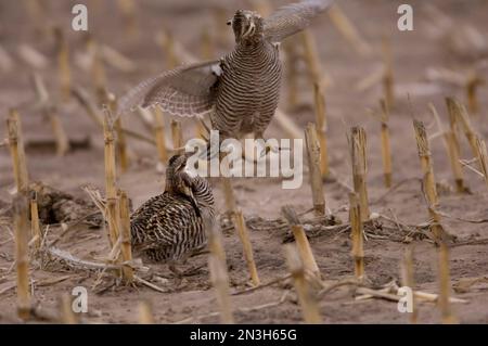 Grand poulet des Prairies (Tympanuchus cupido pinnatus) dans un champ de chaume de maïs à Burwell, Nebraska, États-Unis; Burwell, Nebraska, États-Unis d'Amérique Banque D'Images