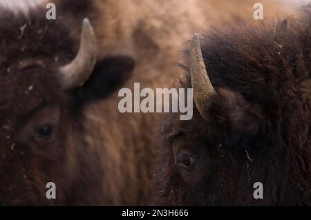 Gros plan de deux Bison (Bison bison) debout ensemble montrant leurs yeux, leurs cornes et leurs cheveux, Nebraska, États-Unis Banque D'Images