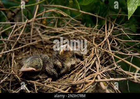 Deux jeunes Jays bleus (Cyanocitta cristata) attendent que leur mère revienne avec de la nourriture; Walton, Nebraska, États-Unis d'Amérique Banque D'Images