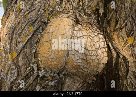 Gros plan d'un nœud dans un tronc d'arbre; Pienza, Toscane, Italie Banque D'Images