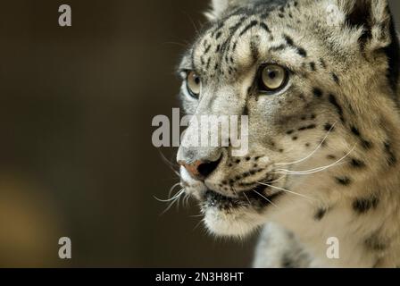 Portrait en gros plan de la tête/du visage d'un léopard des neiges (Panthera uncia) dans un zoo ; Omaha, Nebraska, États-Unis d'Amérique Banque D'Images