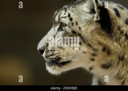 Portrait en gros plan de la tête/du visage d'un léopard des neiges (Panthera uncia) dans un zoo ; Omaha, Nebraska, États-Unis d'Amérique Banque D'Images