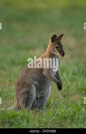 Portrait d'un wallaby à col rouge (Notamacropus rufogriseus) debout sur l'herbe d'un zoo; Omaha, Nebraska, États-Unis d'Amérique Banque D'Images