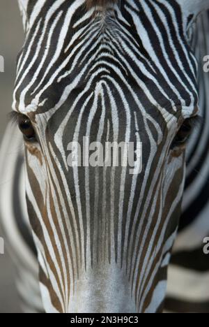 Gros plan des motifs sur le visage d'un zèbre de Grevvy (Equus grevyi) dans un zoo; Omaha, Nebraska, États-Unis d'Amérique Banque D'Images