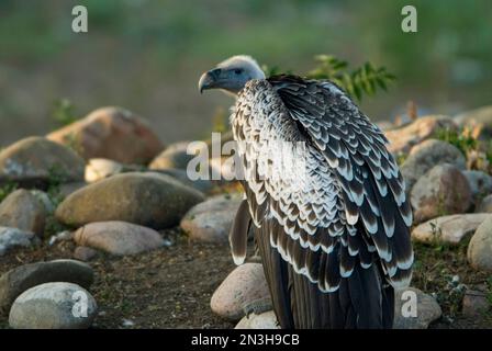 Portrait de la vautour de Ruppell (Gyps rueppelli) debout sur des rochers dans une enceinte de zoo; Omaha, Nebraska, États-Unis d'Amérique Banque D'Images