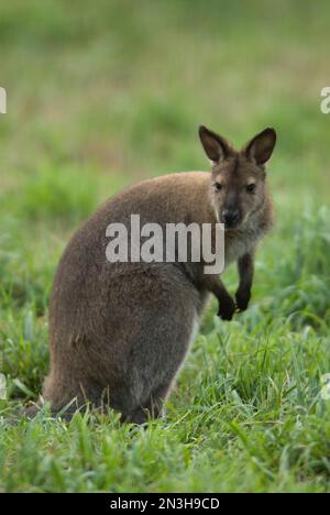 Portrait d'un wallaby à col rouge (Notamacropus rufogriseus) debout sur l'herbe d'un zoo; Omaha, Nebraska, États-Unis d'Amérique Banque D'Images