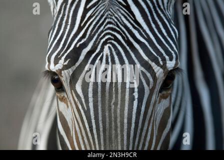 Gros plan des motifs sur le visage d'un zèbre de Grevvy (Equus grevyi) dans un zoo; Omaha, Nebraska, États-Unis d'Amérique Banque D'Images