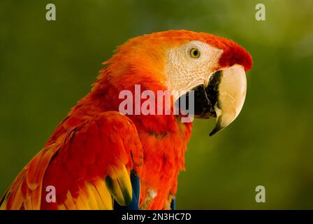 Portrait d'une macaw Scarlet (Ara macao) dans un zoo; Lincoln, Nebraska, États-Unis d'Amérique Banque D'Images
