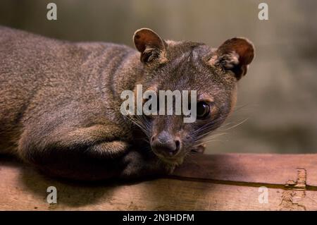 Portrait d'une Fossa (Cryptoprocta ferox) dans son enceinte du zoo Desert Dome; Omaha, Nebraska, États-Unis d'Amérique Banque D'Images