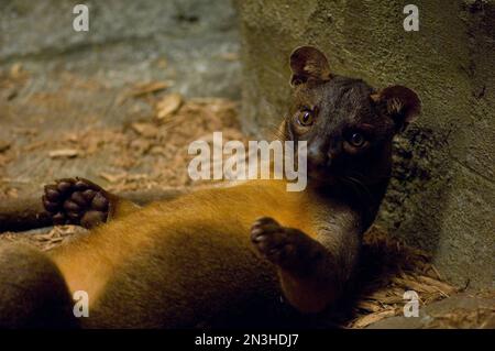 Portrait d'une Fossa (Cryptoprocta ferox) dans son enceinte du zoo Desert Dome; Omaha, Nebraska, États-Unis d'Amérique Banque D'Images