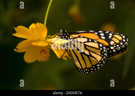 Portrait d'un monarque papillon (Danaus) reposant sur une fleur dans un pavillon de papillons; Lincoln, Nebraska, États-Unis d'Amérique Banque D'Images