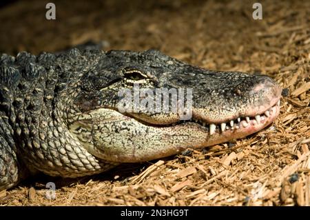 Un alligator américain (Alligator mississippiensis) montre ses dents alors qu'il pose des copeaux de bois dans une enceinte d'un zoo Banque D'Images