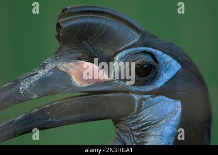 Portrait en gros plan d'un charme de fond Abyssinien (Bucorvus abyssinicus) dans un zoo ; Omaha, Nebraska, États-Unis d'Amérique Banque D'Images