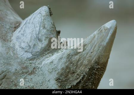 Cornes boueuses d'un rhinocéros blanc (Ceratotherium simum) dans son enceinte d'un zoo; Omaha, Nebraska, États-Unis d'Amérique Banque D'Images