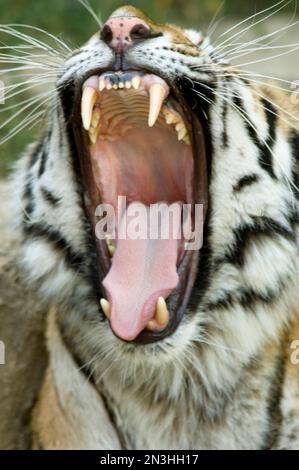 Gros plan d'un tigre de Sibérie (Panthera tigris tigris), également connu sous le nom de tigre d'Amour, bâillant et montrant ses dents dans une enceinte d'un zoo Banque D'Images