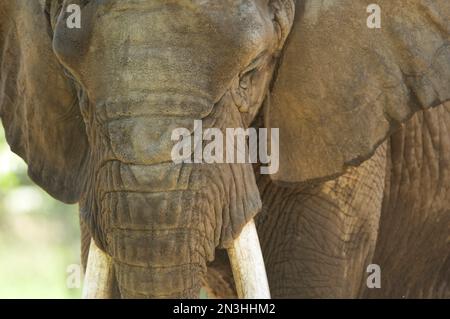 Gros plan d'un éléphant d'Afrique (Loxodonta) au zoo Henry Doorly à Omaha, Nebraska, États-Unis ; Omaha, Nebraska, États-Unis d'Amérique Banque D'Images