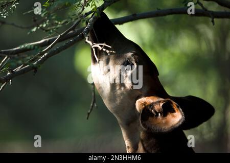 Okapi (Okapia johnstoni) atteint pour un petit en-cas sur un arbre au zoo Henry Doorly; Omaha, Nebraska, États-Unis d'Amérique Banque D'Images