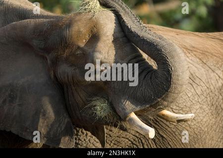 Éléphant d'Afrique (Loxodonta) manger dans une enceinte de zoo; Wichita, Kansas, États-Unis d'Amérique Banque D'Images