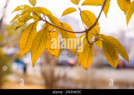 Collection de feuilles d'automne magnifique isolé sur fond blanc Banque D'Images