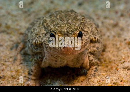 Portrait en gros plan d'une grenouille-gopher du Mississippi (Rana capito sevosa) dans un zoo ; Omaha, Nebraska, États-Unis d'Amérique Banque D'Images