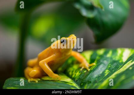 Portrait en gros plan d'une grenouille d'Arlequin (Atelopus varius) dans un zoo d'Omaha, Nebraska, États-Unis ; Omaha, Nebraska, États-Unis d'Amérique Banque D'Images