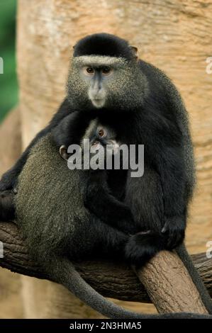 Portrait de deux singes bleus (Cercopithecus mitis) assis dans une étreinte sur une branche ensemble dans la jungle menée du zoo d'Omaha Banque D'Images